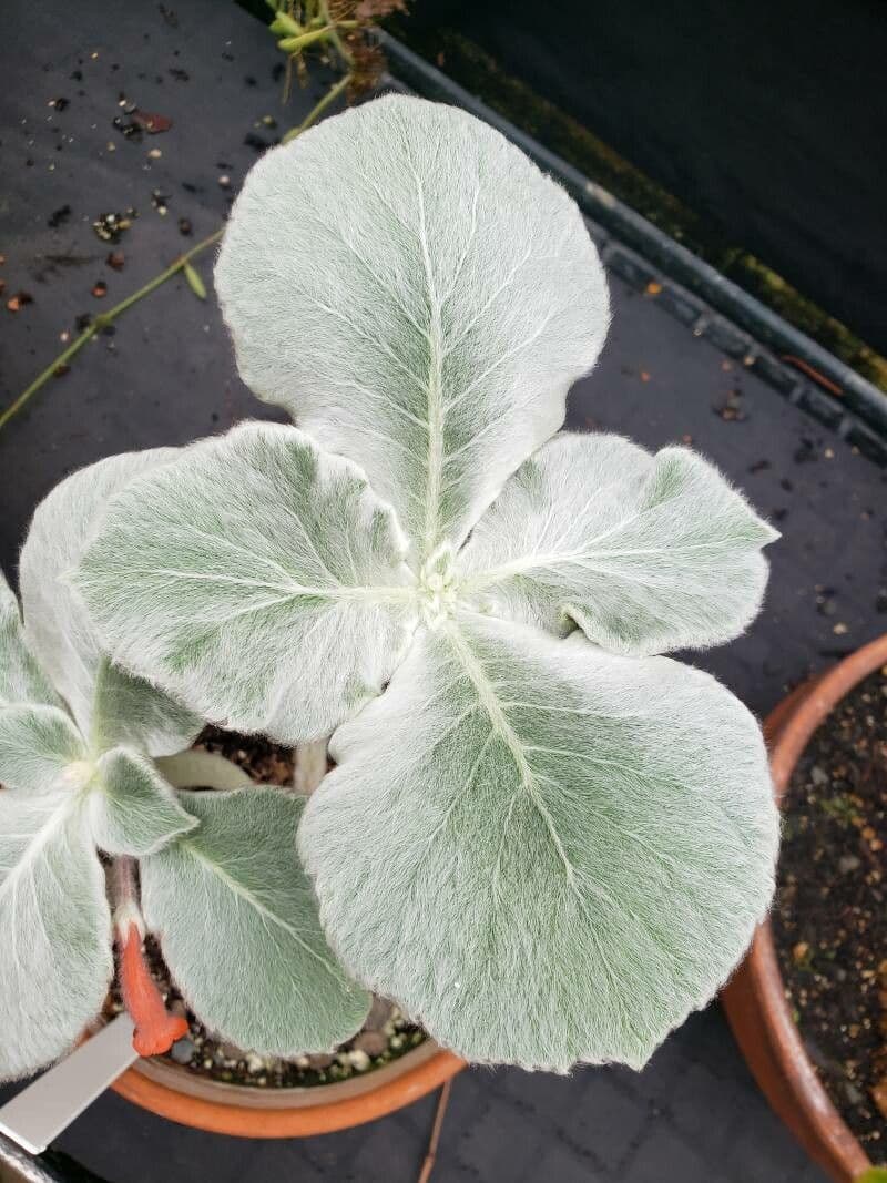 Sinningia leucotricha 9