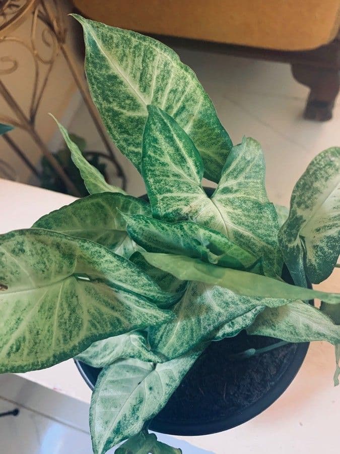 Syngonium 13