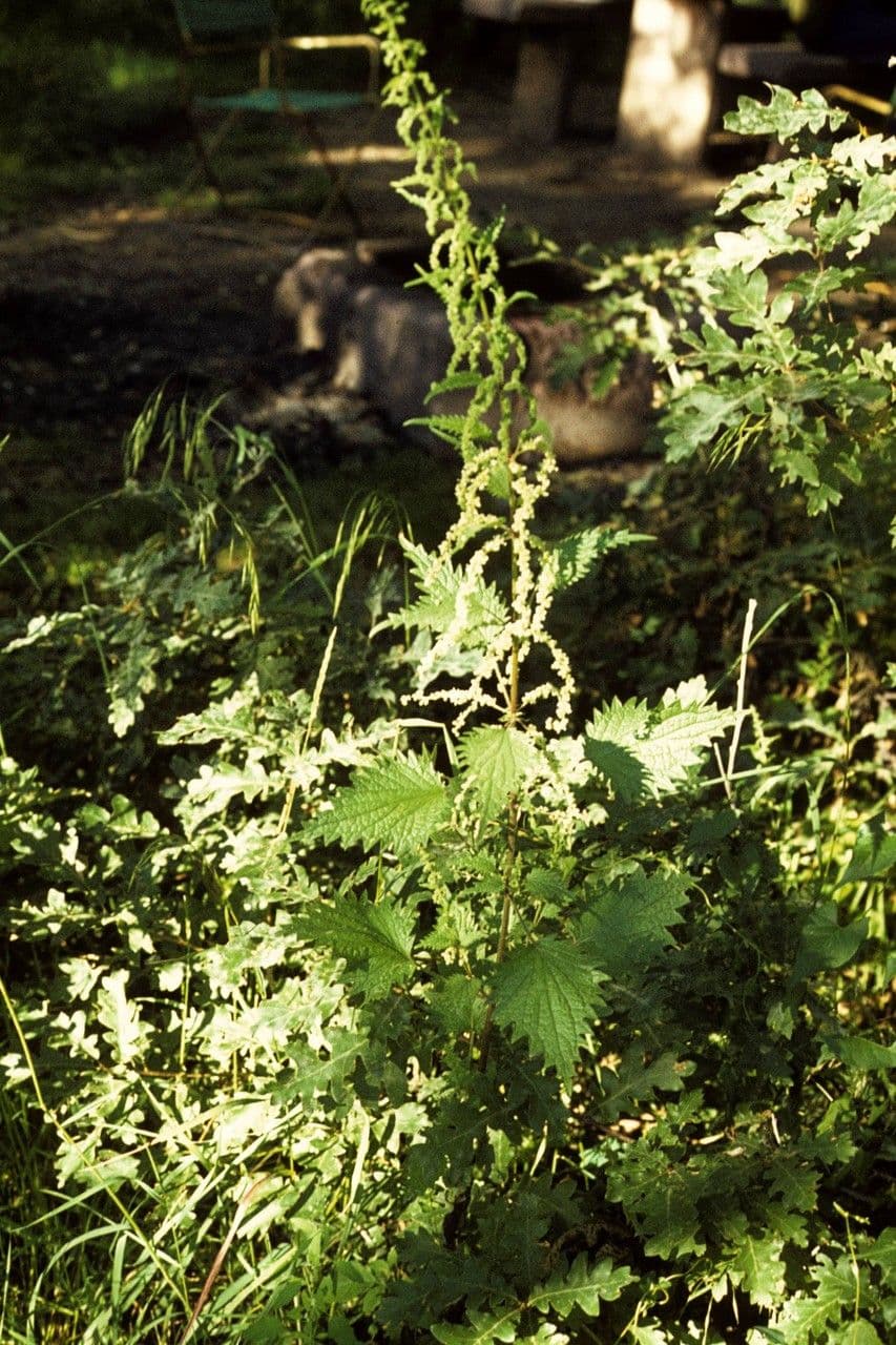 Mountain nettle 2