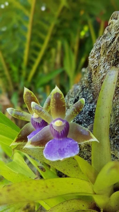 Dendrobium 5