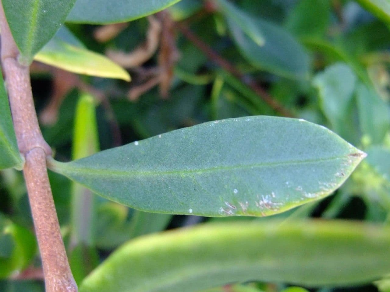 Periploca laevigata 18