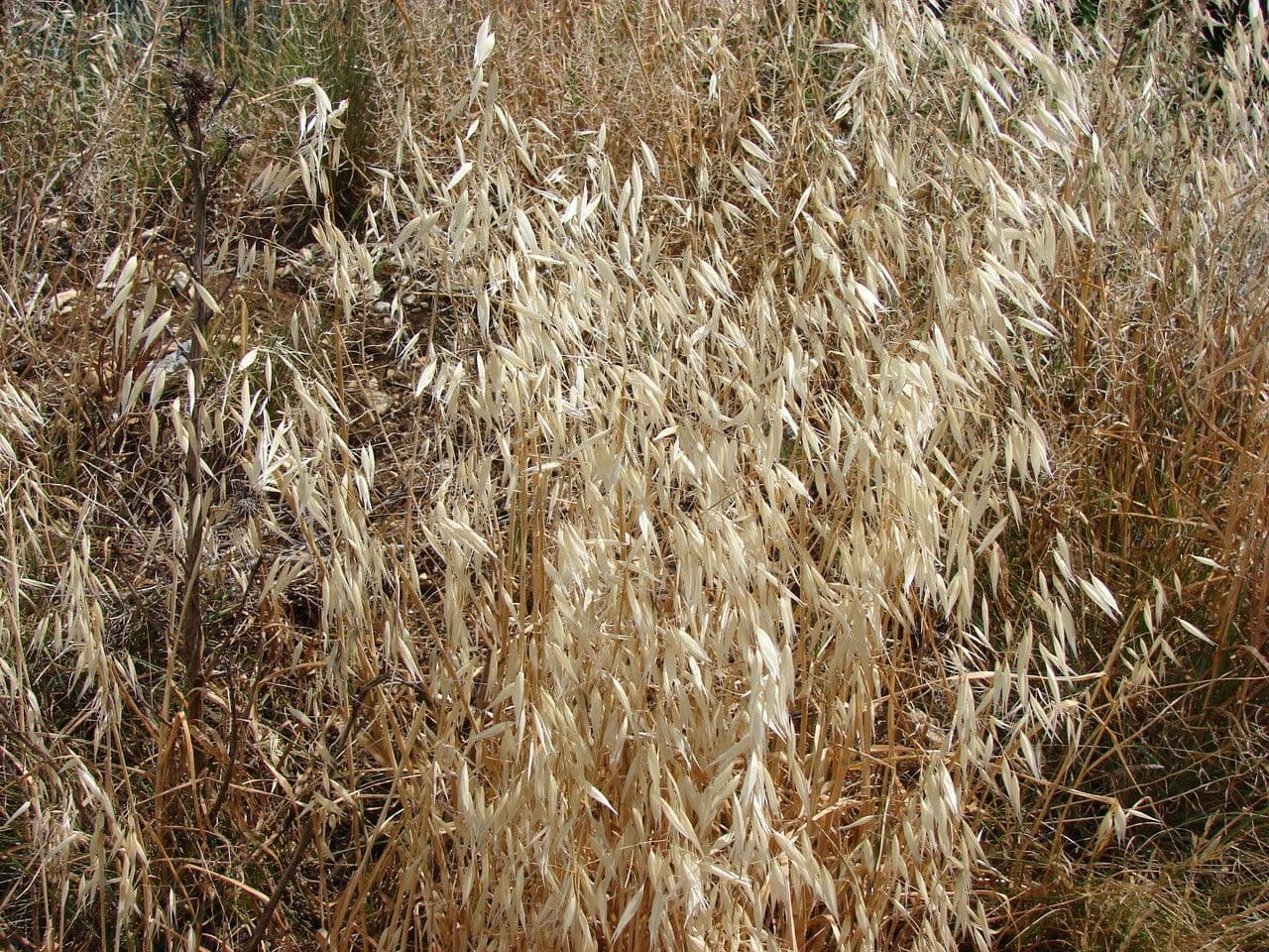 Avena maggiore 15