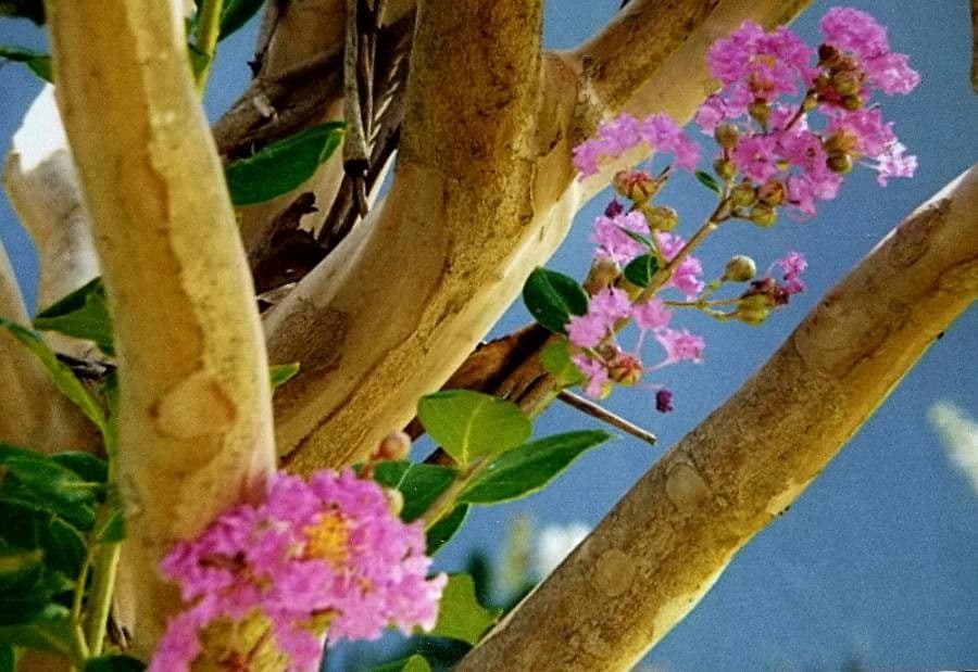Lagerstroemia 30