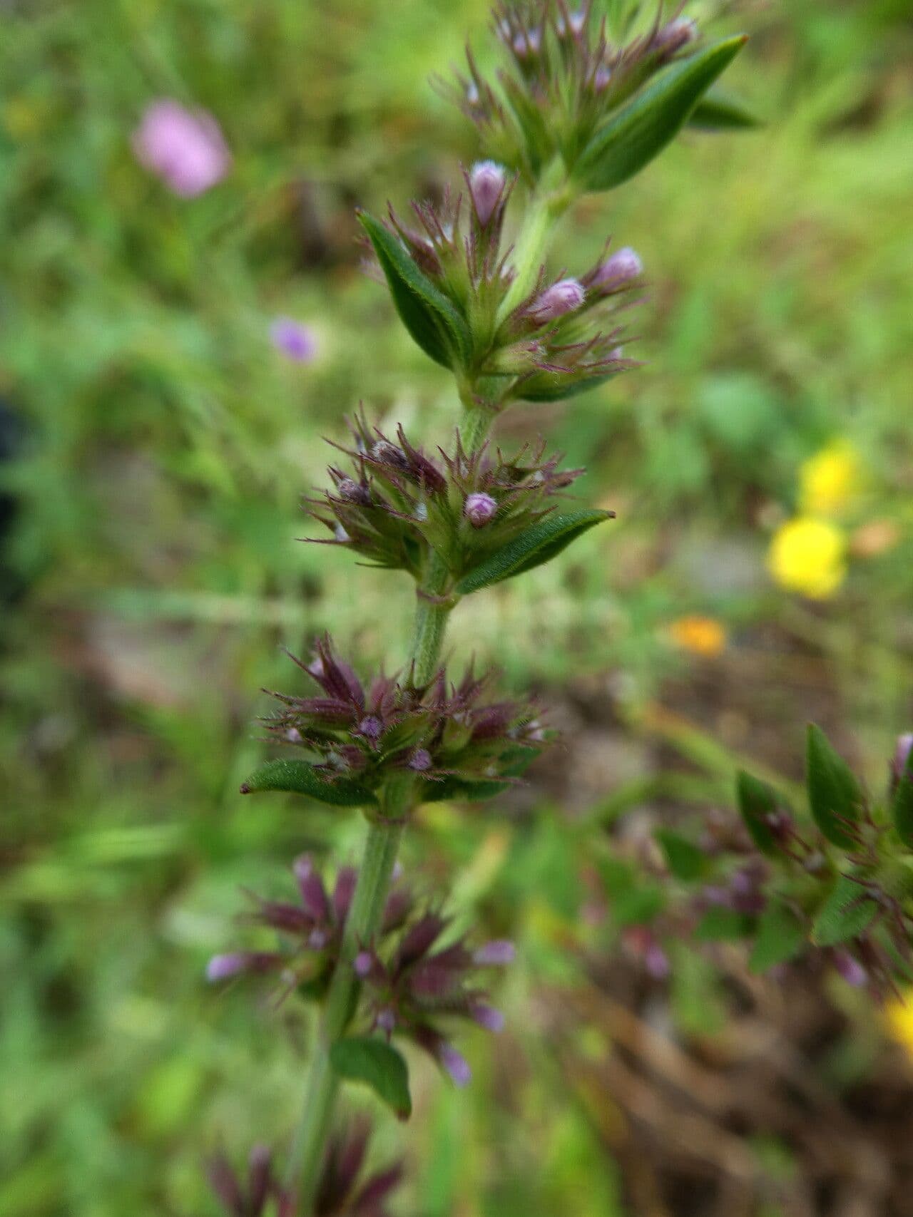 Micromeria greca 18