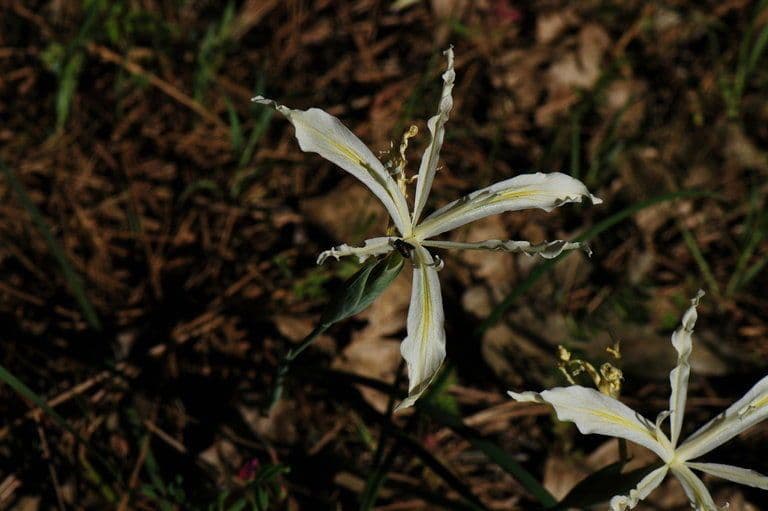 Iris 8