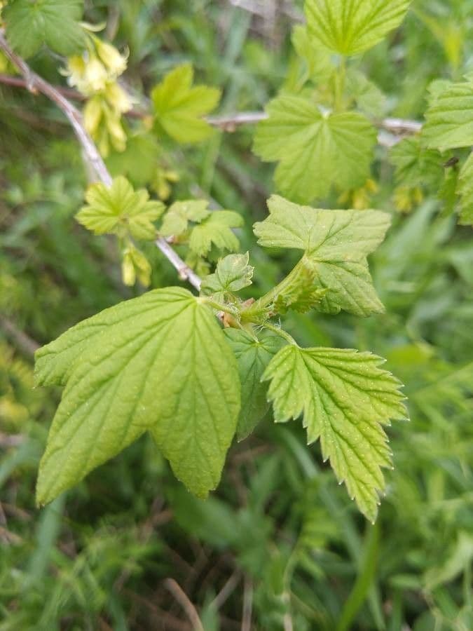 Ribes nero americano 13