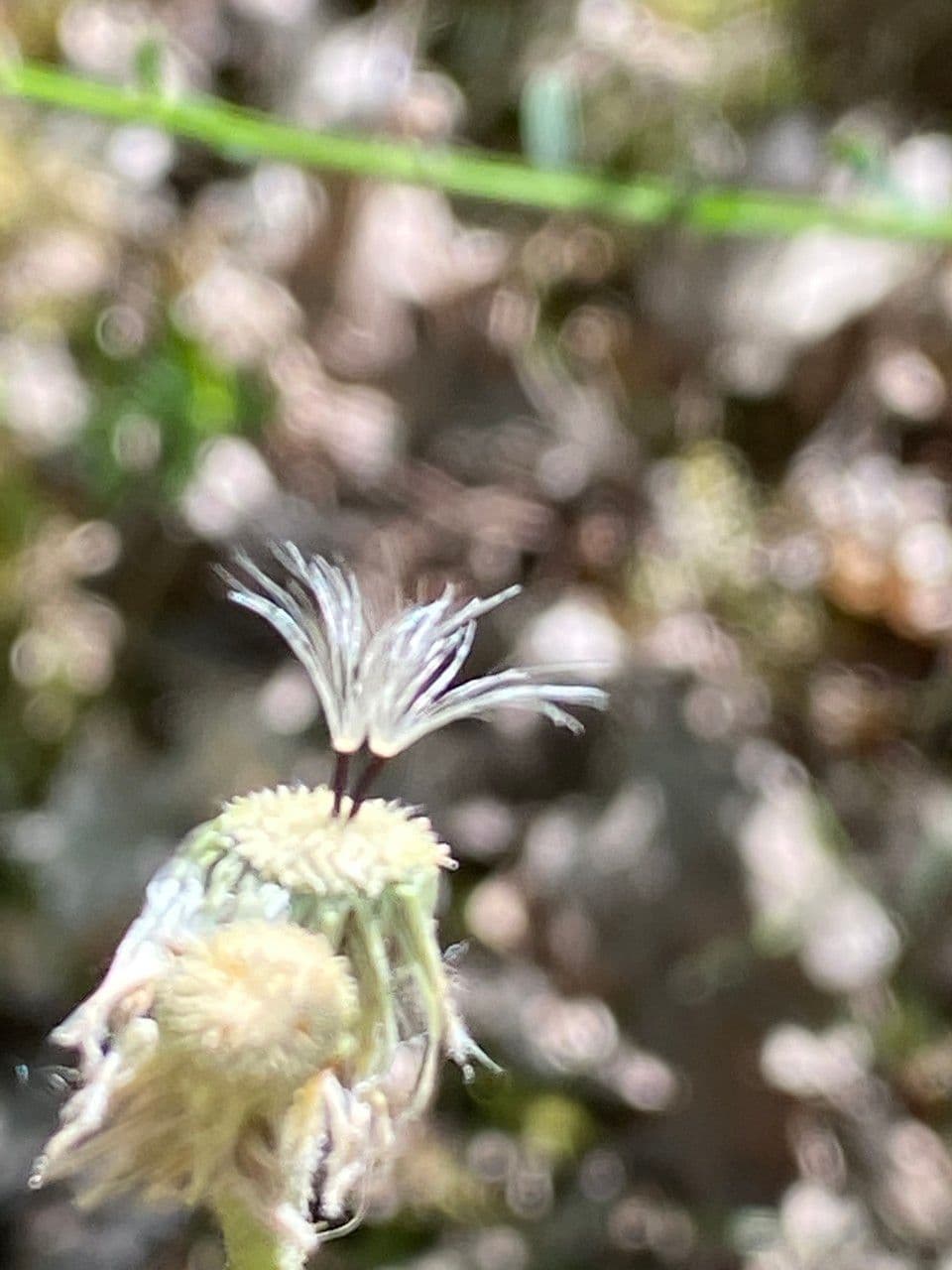 Pelosella