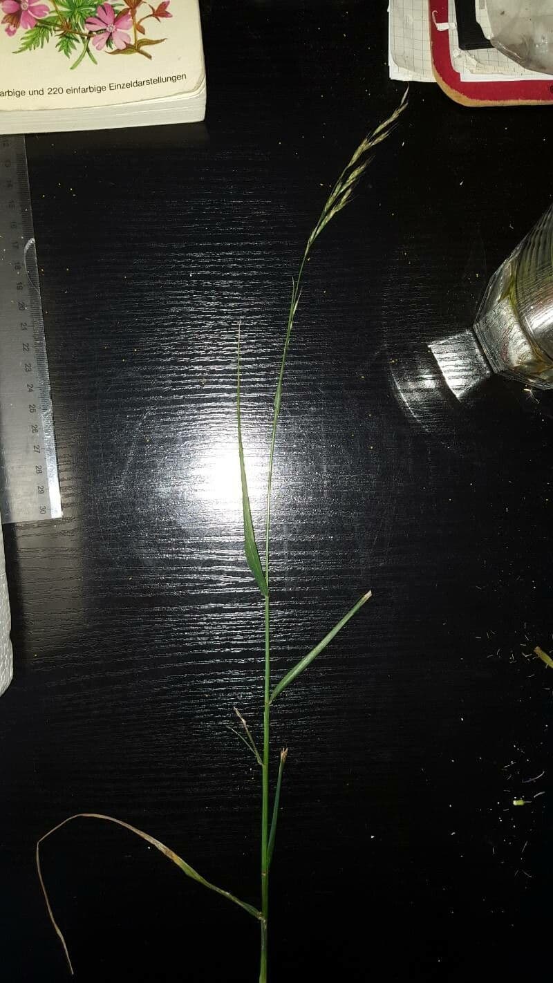 Festuca gigante 8