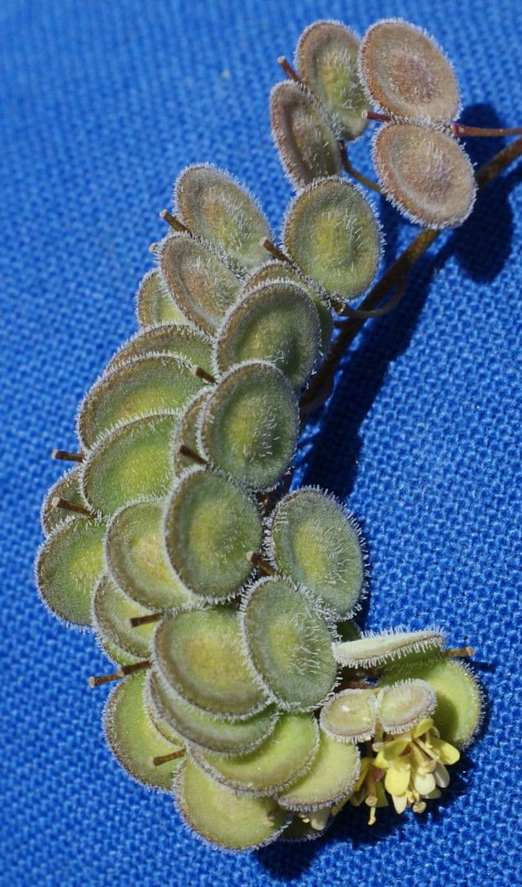 Biscutella 2