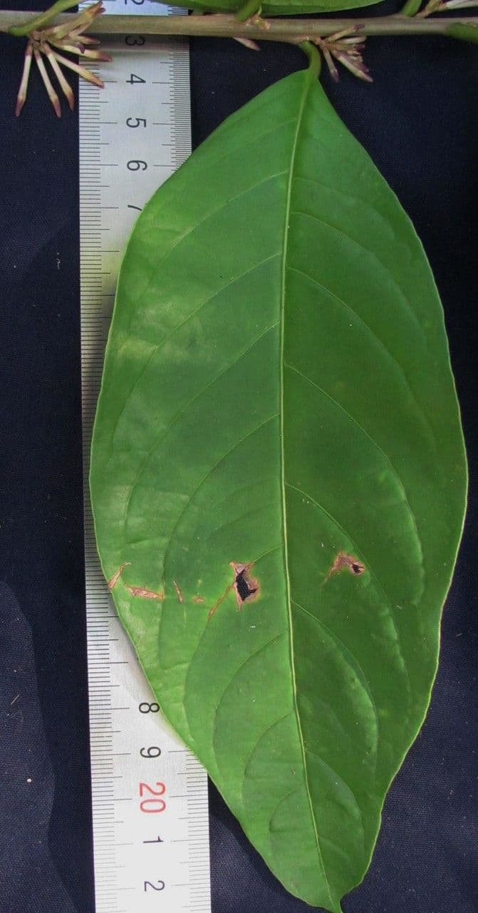 Cestrum 18