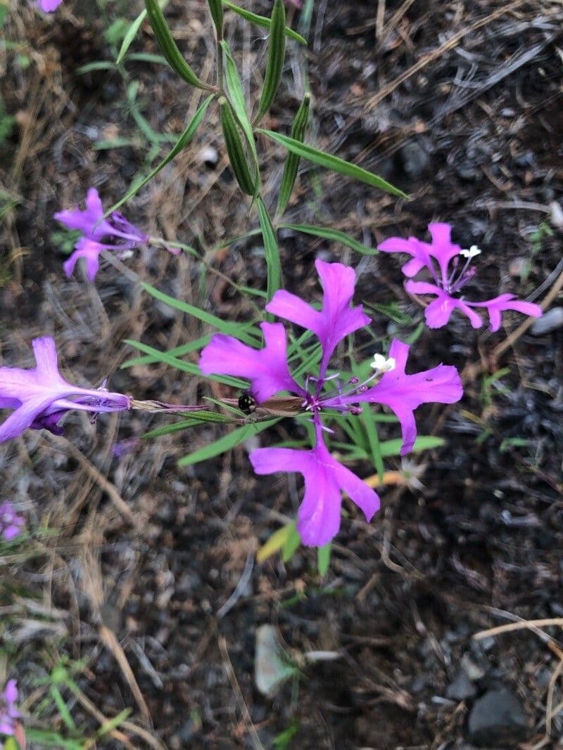 Schöne Clarkia 3