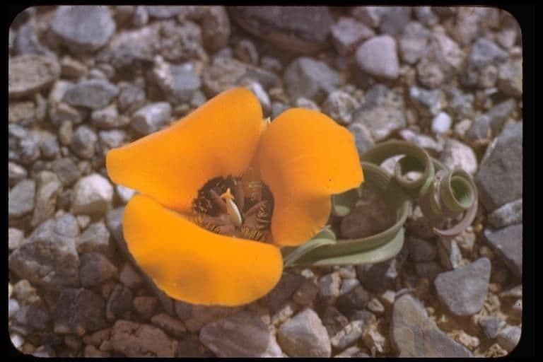 Calochortus di Kennedy 11