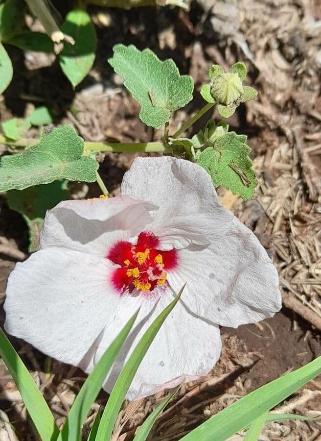 Pavonia 2