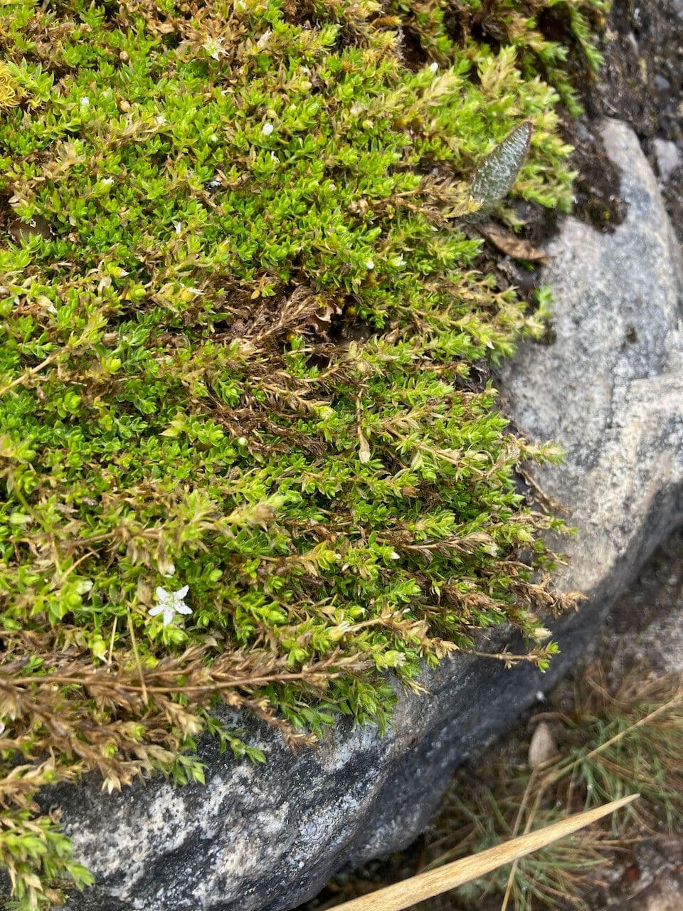 Arenaria 10