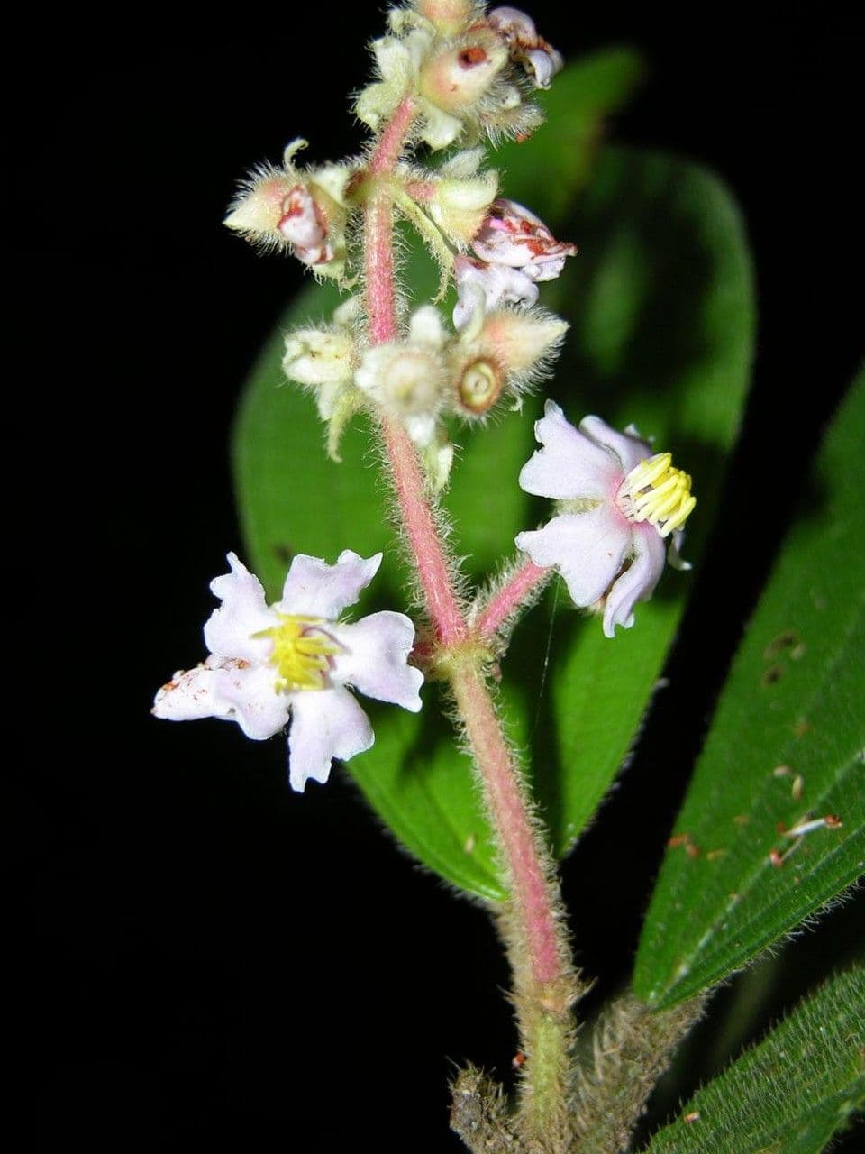 Conostegia 3