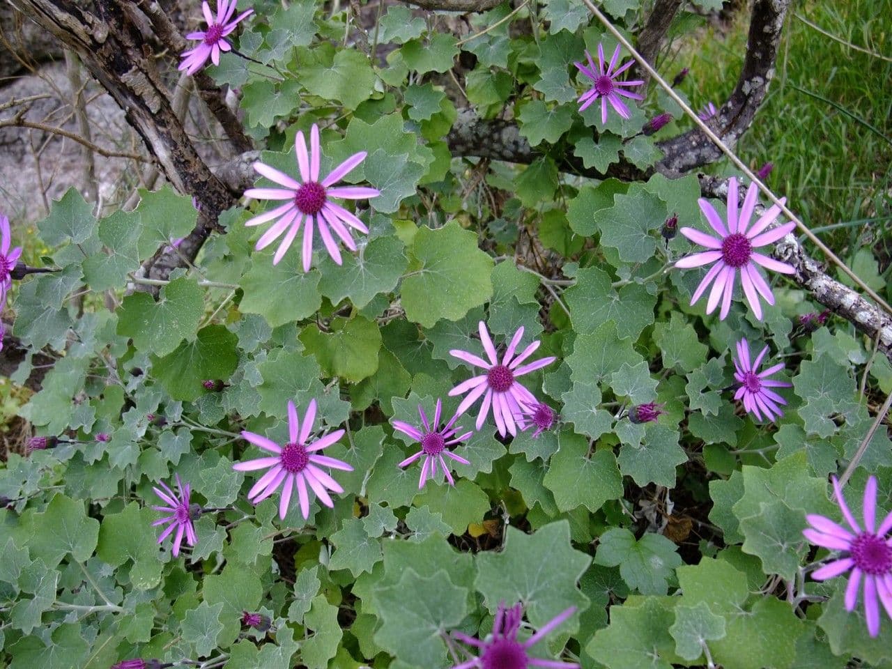 Pericallis 11