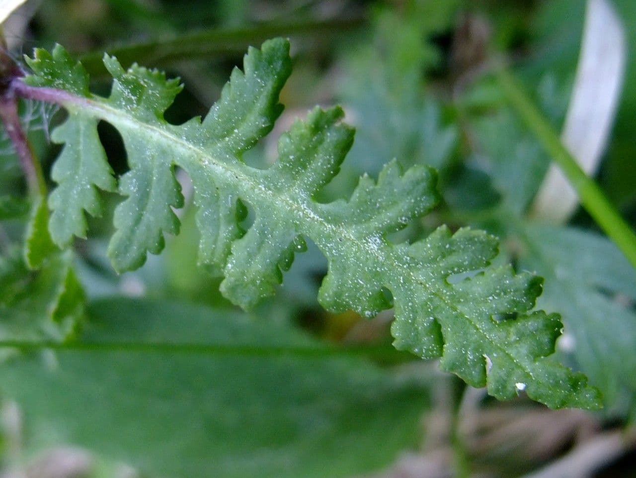 Pedicolare verticillata 15
