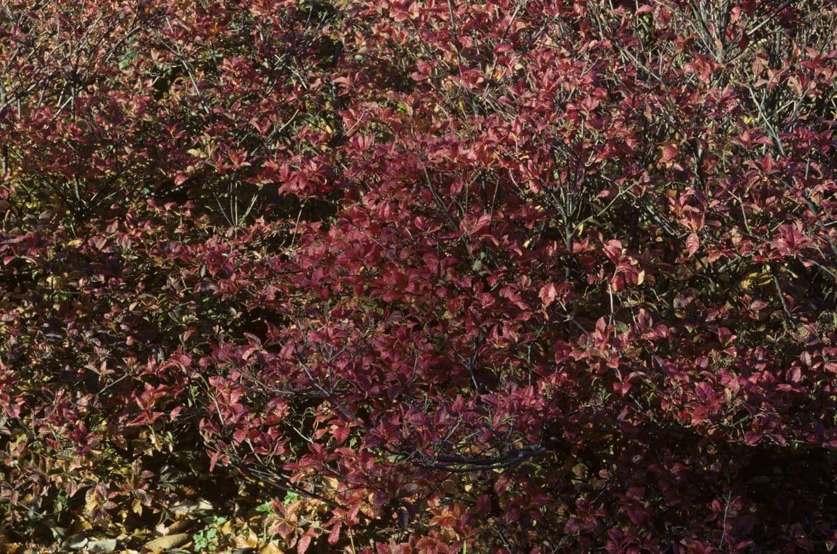 Rododendro 8