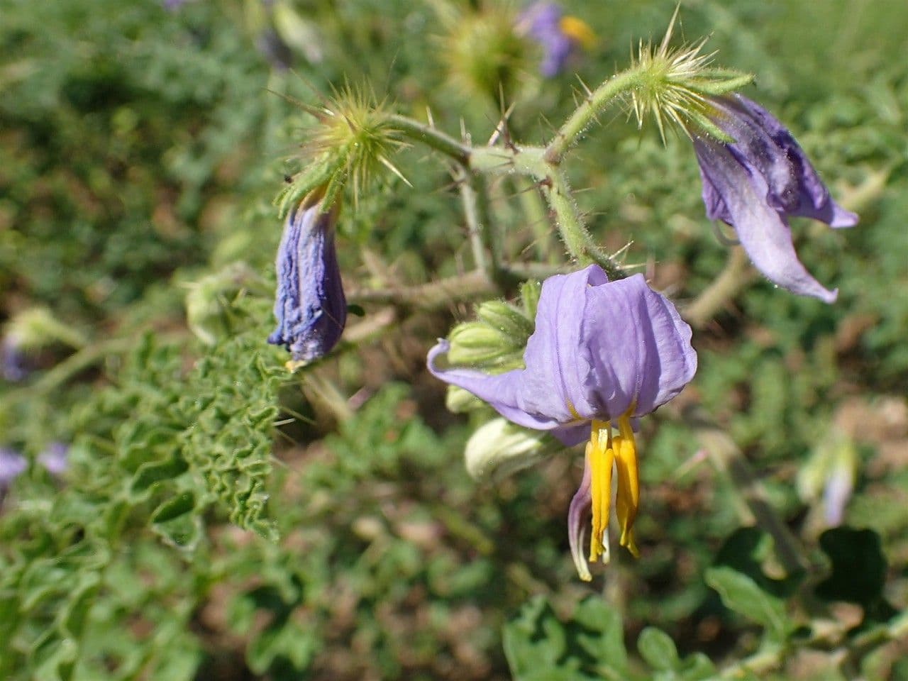 Solanum citrullifolium 6