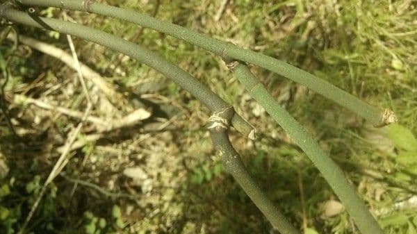 Geitonoplesium cymosum 11