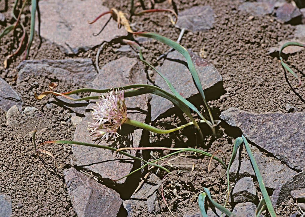 Cebula dwulistna 4