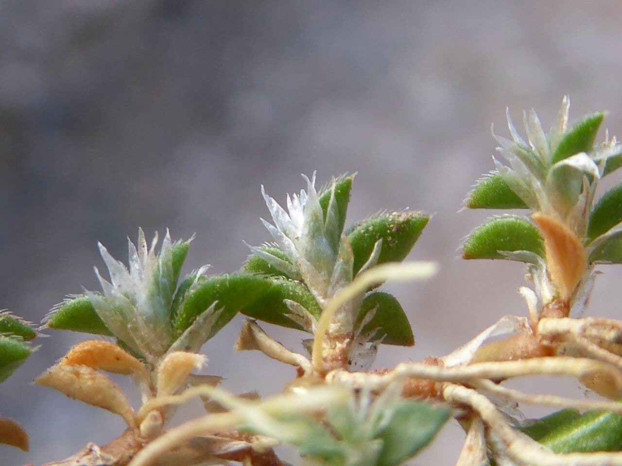 Paronychia kapelská 19