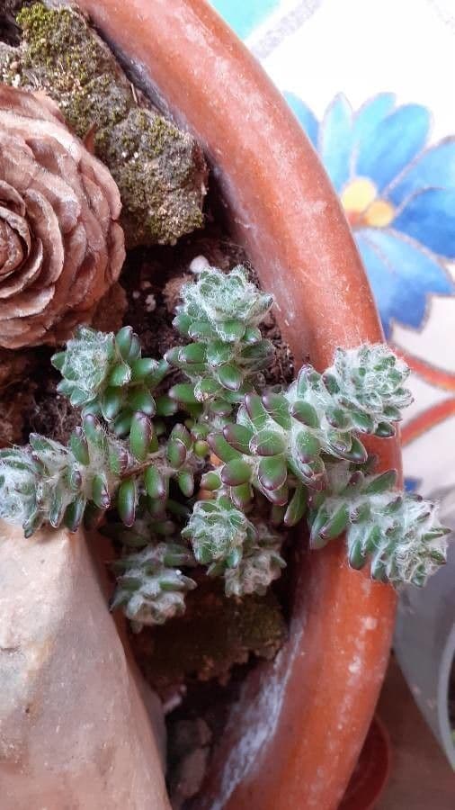 Portulaca 6