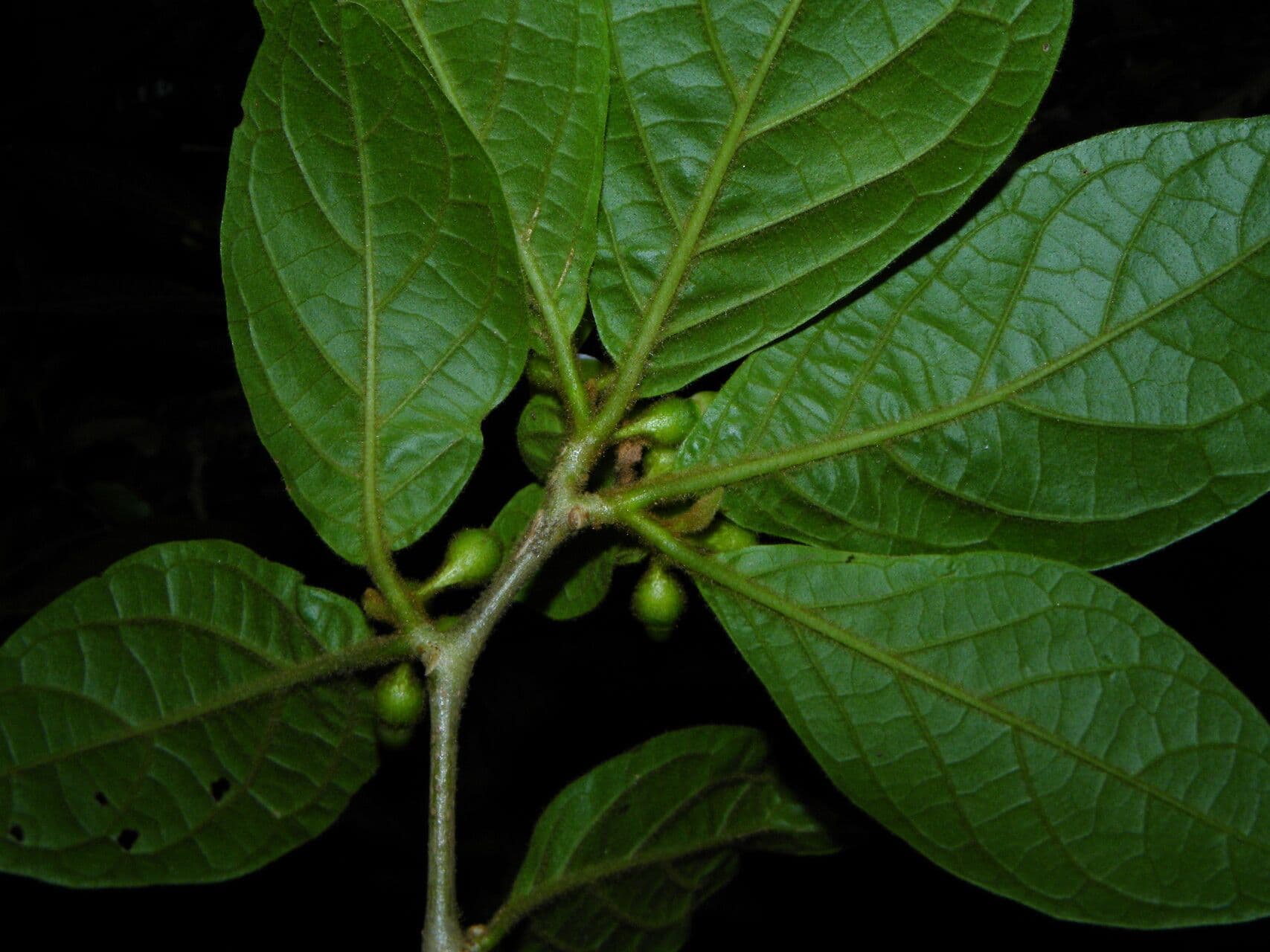 Lycianthes sanctaeclarae 2