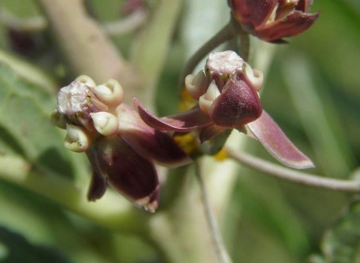 Asclepiade a corona corta 5