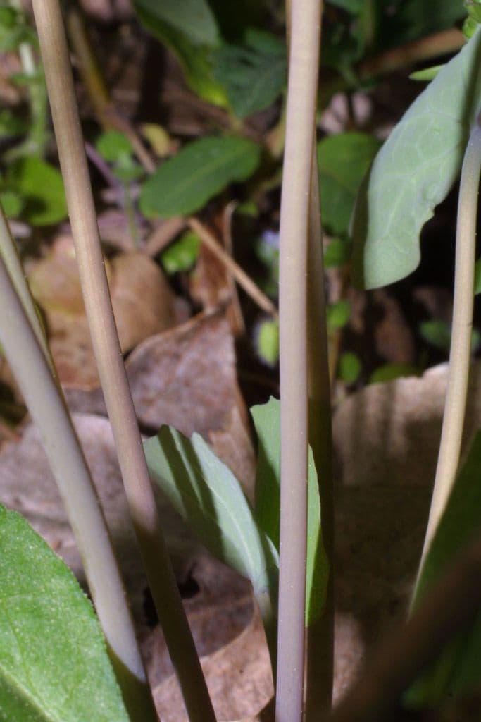 Jeffersonia diphylla 21