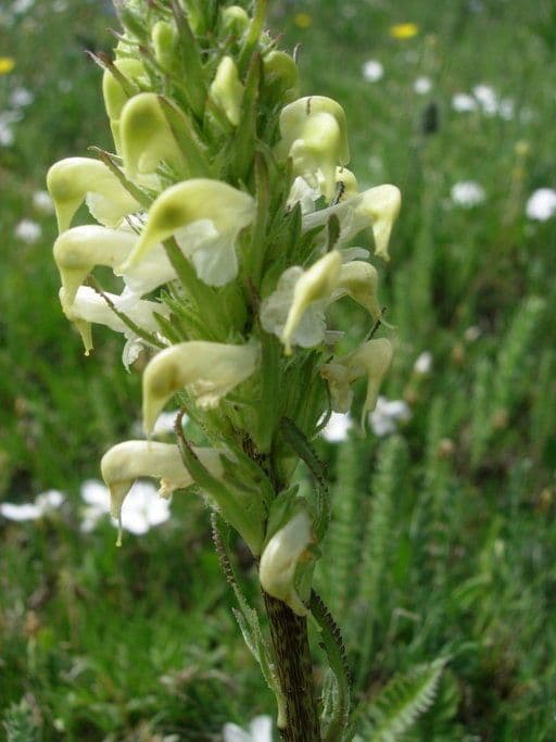 Pedicularis di Parry 2