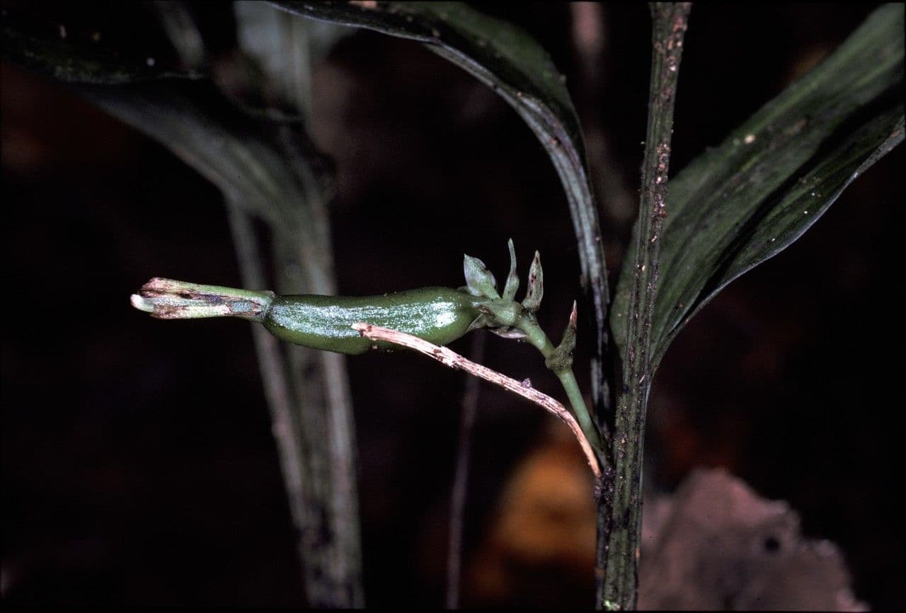 Palmorchis