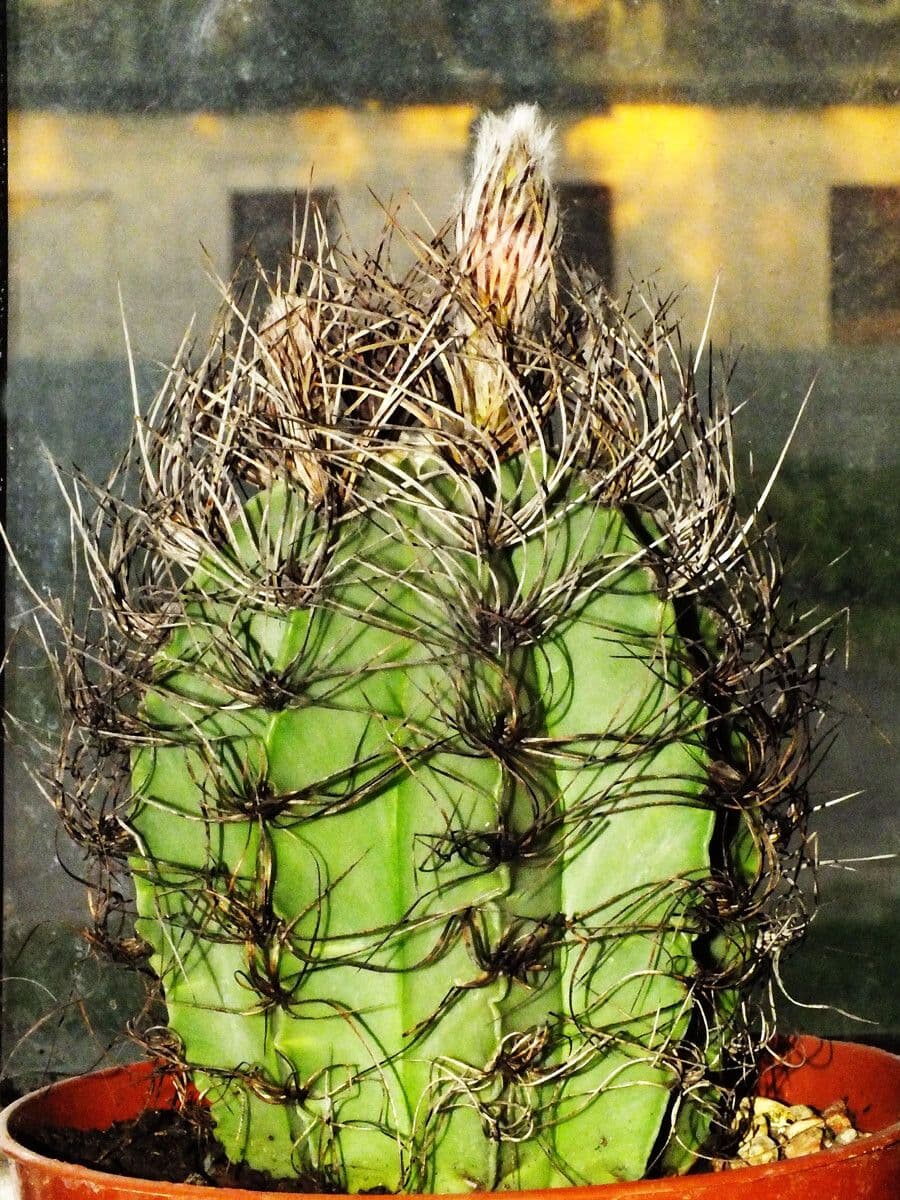 Cactus testa di capra 6
