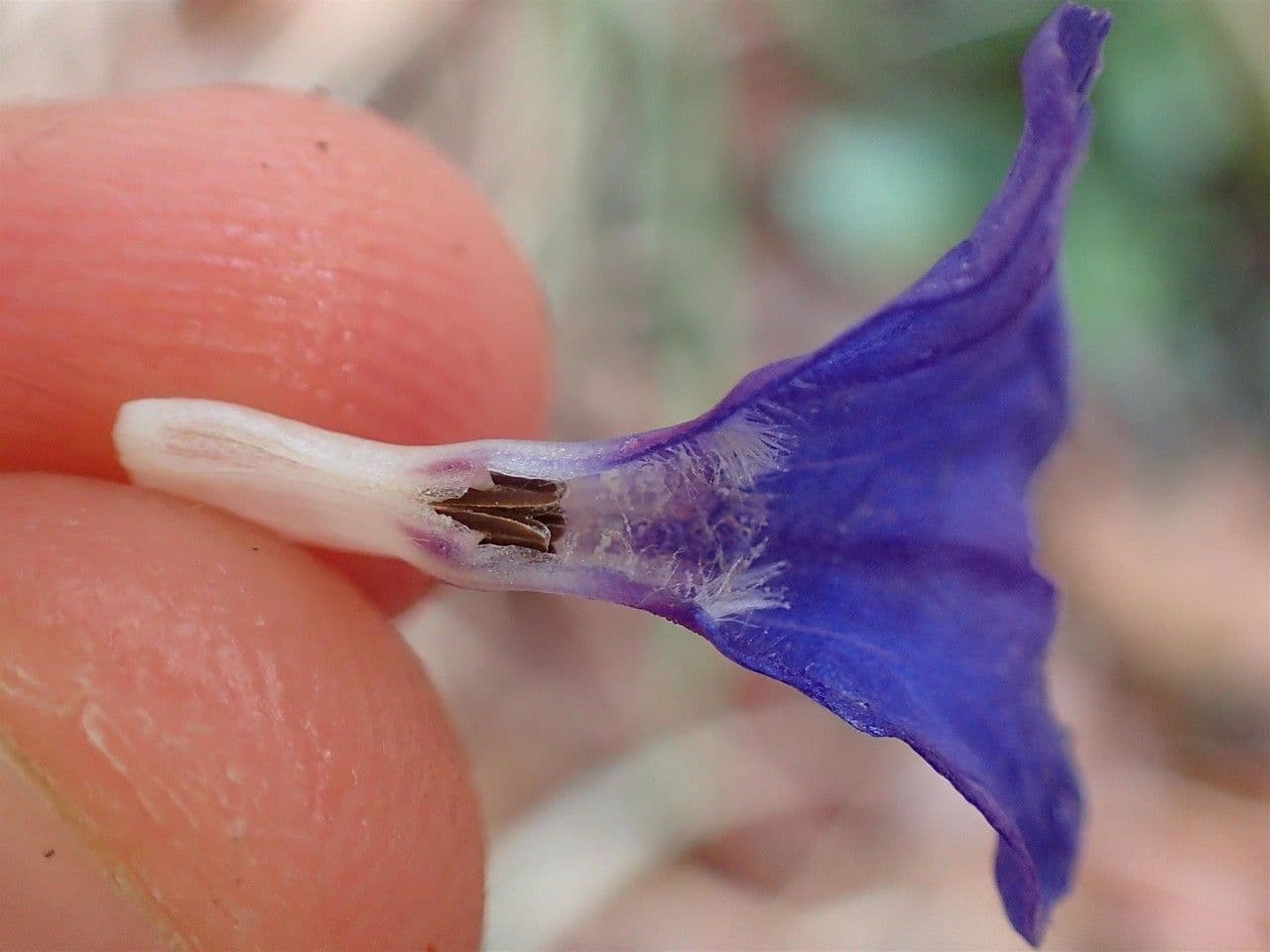 Polmonaria montana 15