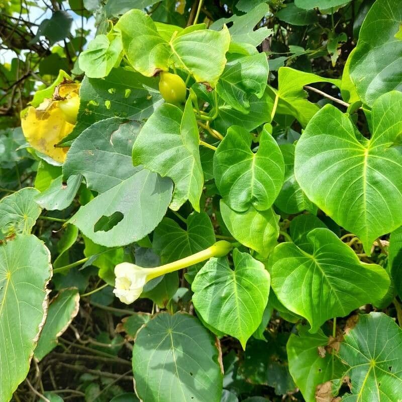 Ipomoea violacea 4