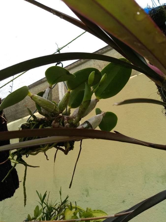 Cattleya di Walker 9