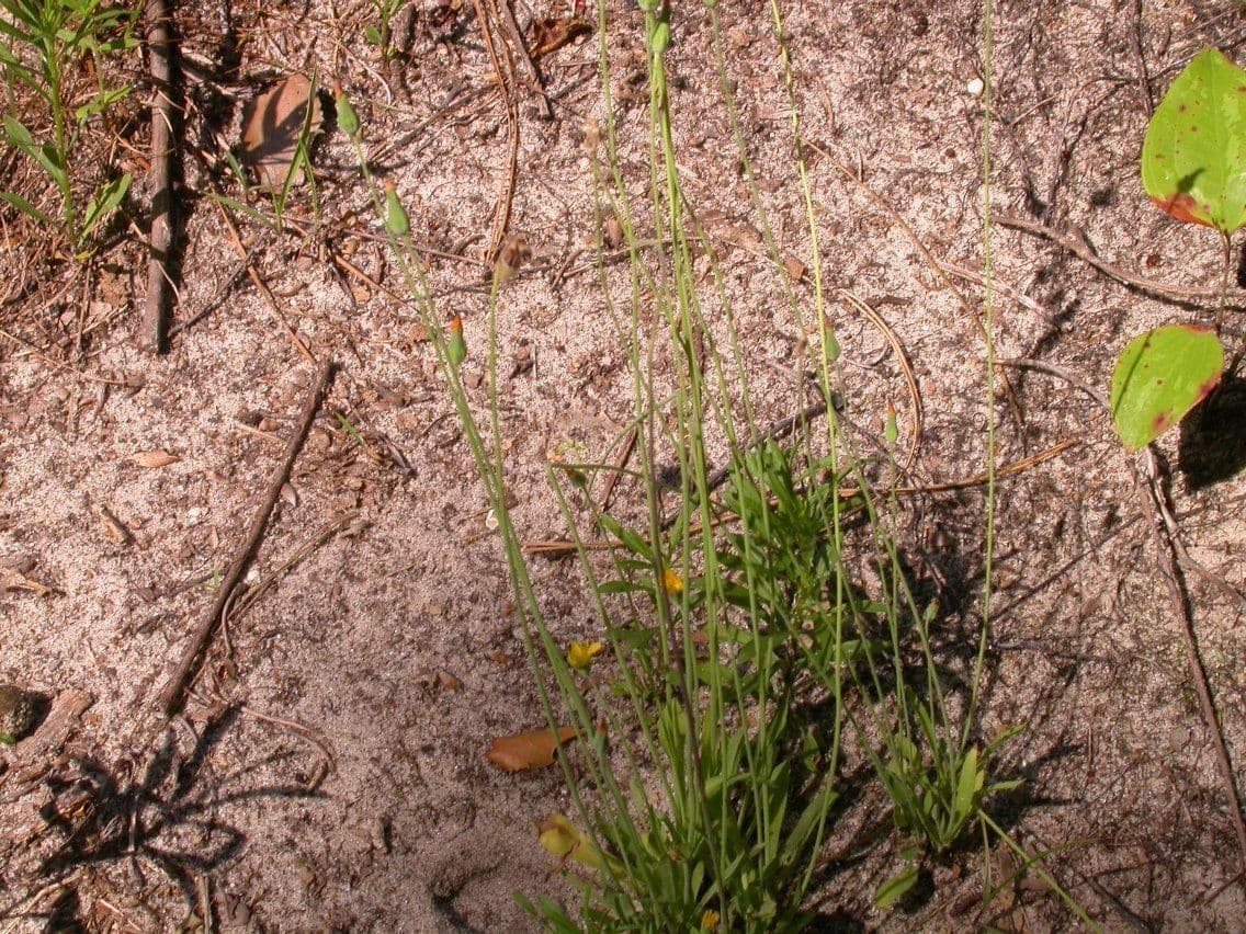 Krigia virginiana 12