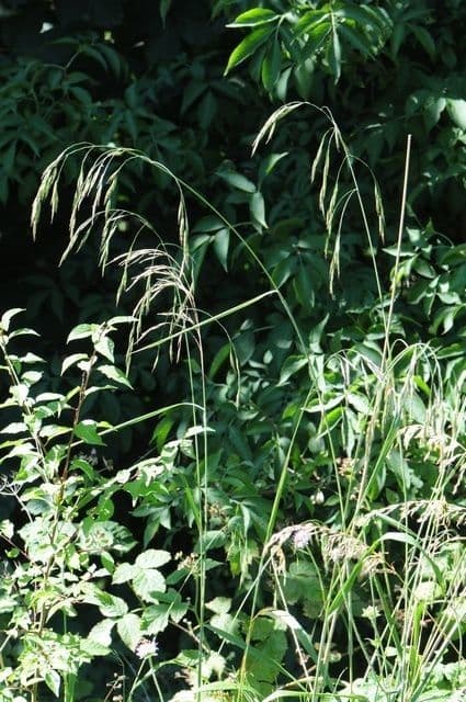 Wald-Trespe 11