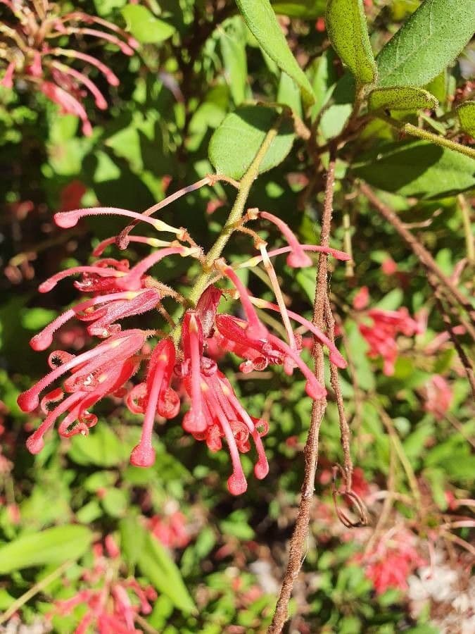Rhyolith-Grevillea 3