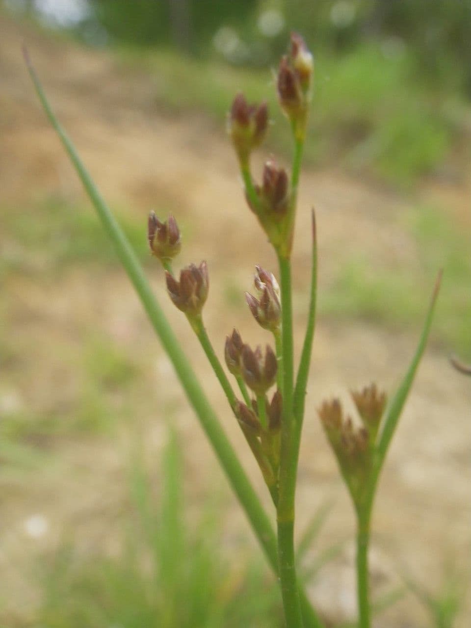 Juncus anceps 15