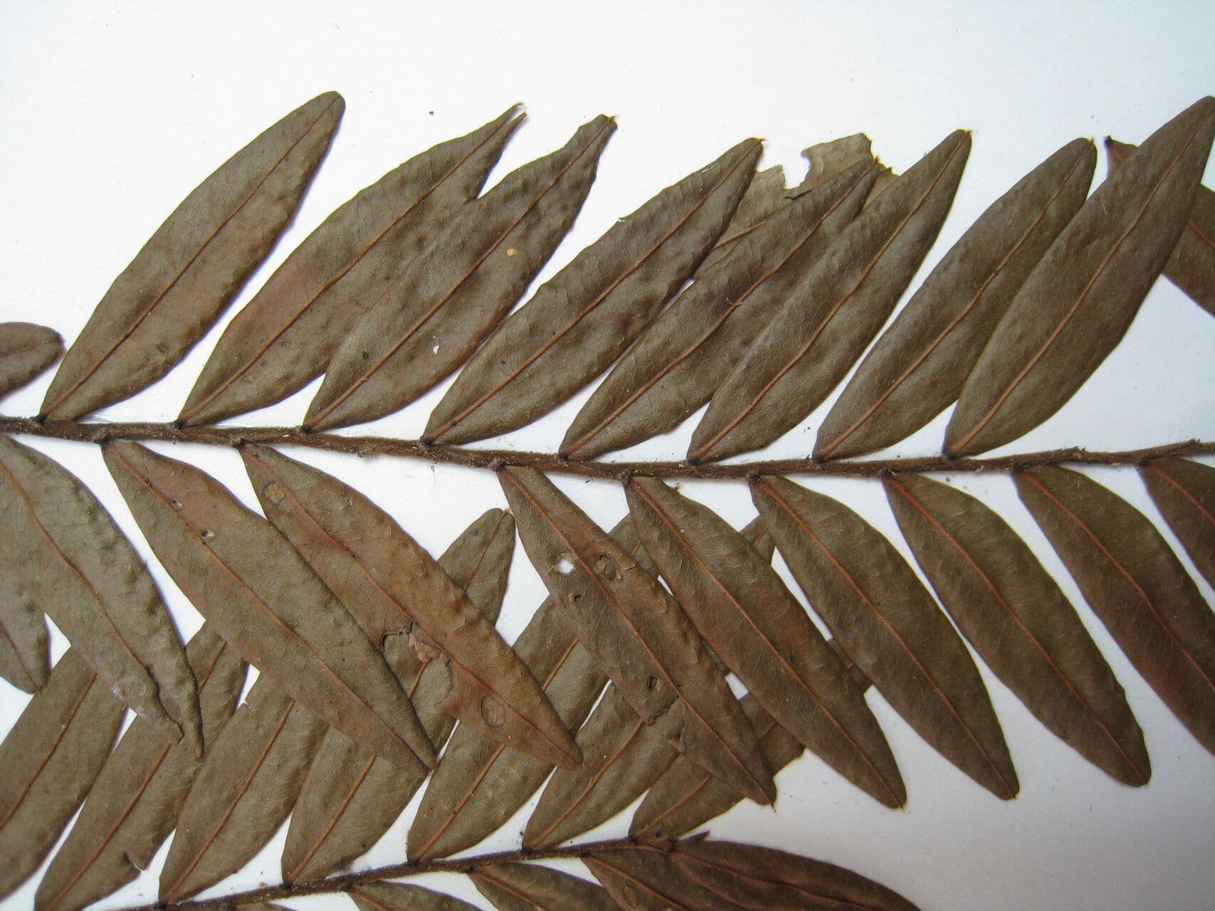 Xylopia 2