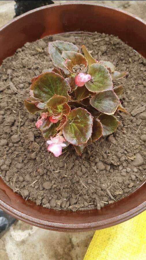 Begonia cucullata 15