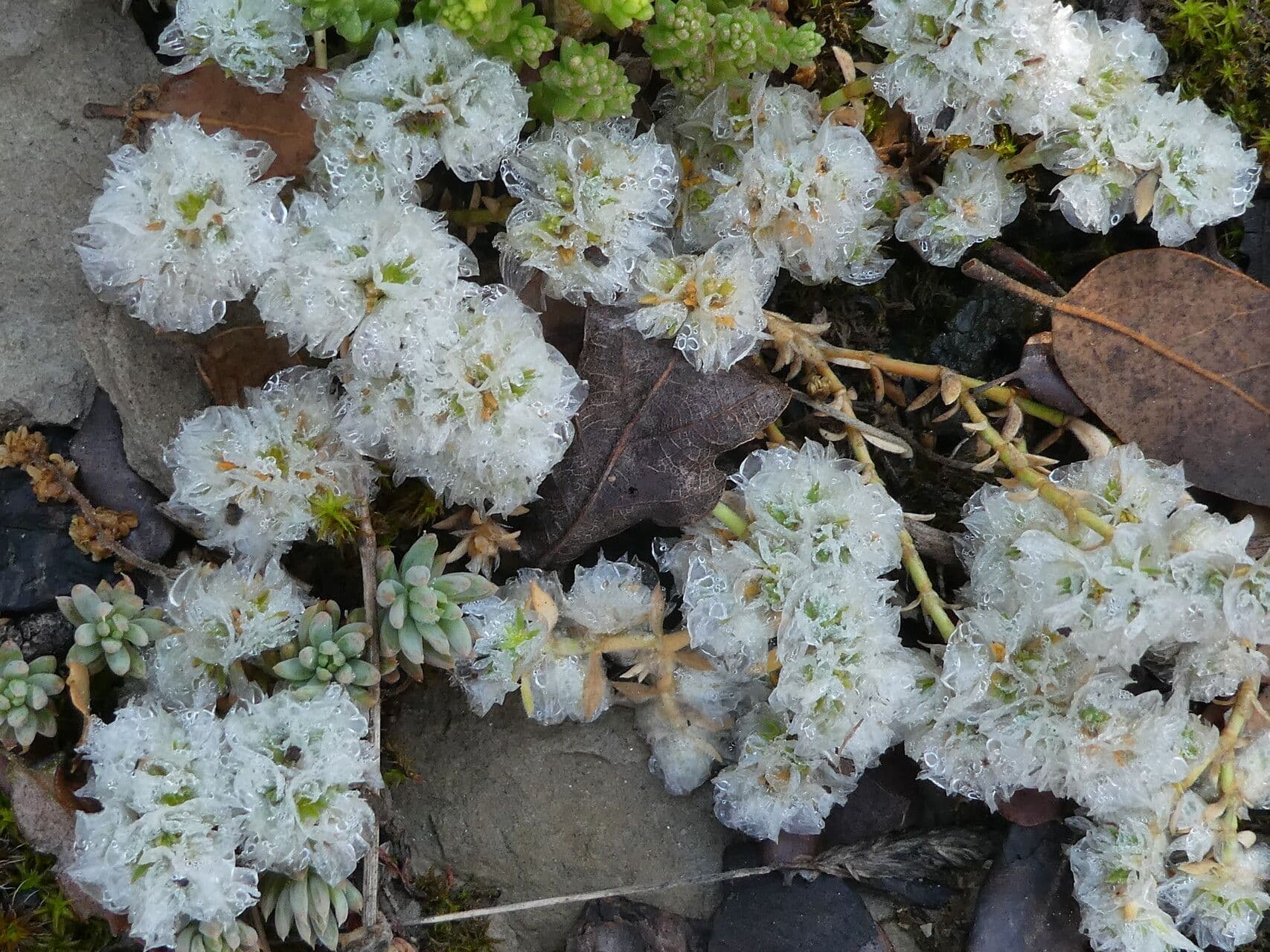 Paronychia capitata 18