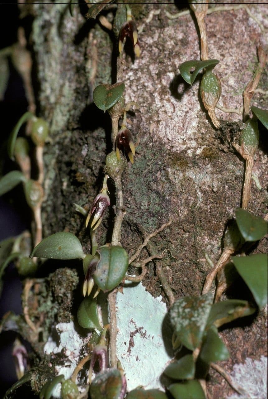 Bulbophyllum 2