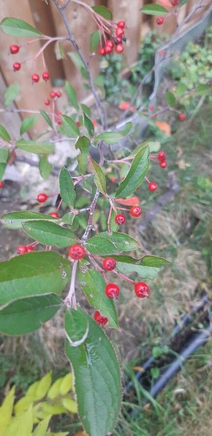 Aronia rossa 3