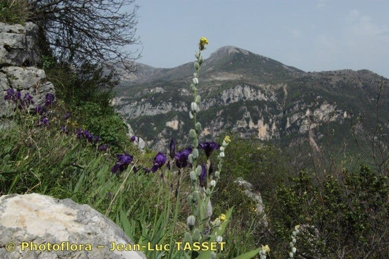 Fibigia clypeata 26