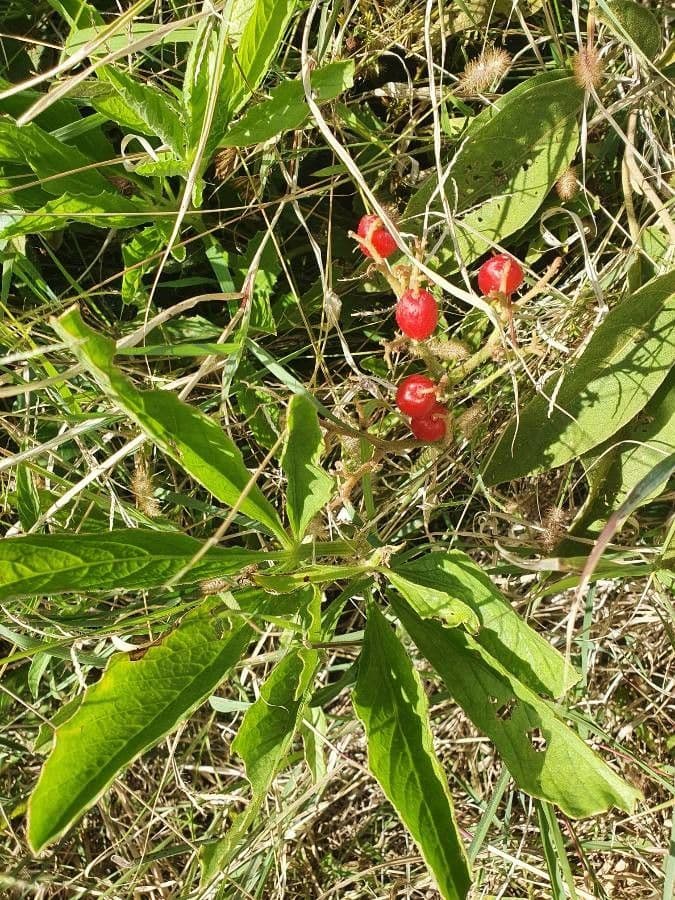 Cyphostemma 4
