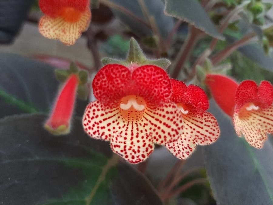 Kohleria 5