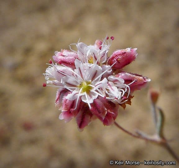 Anglestem buckwheat 2