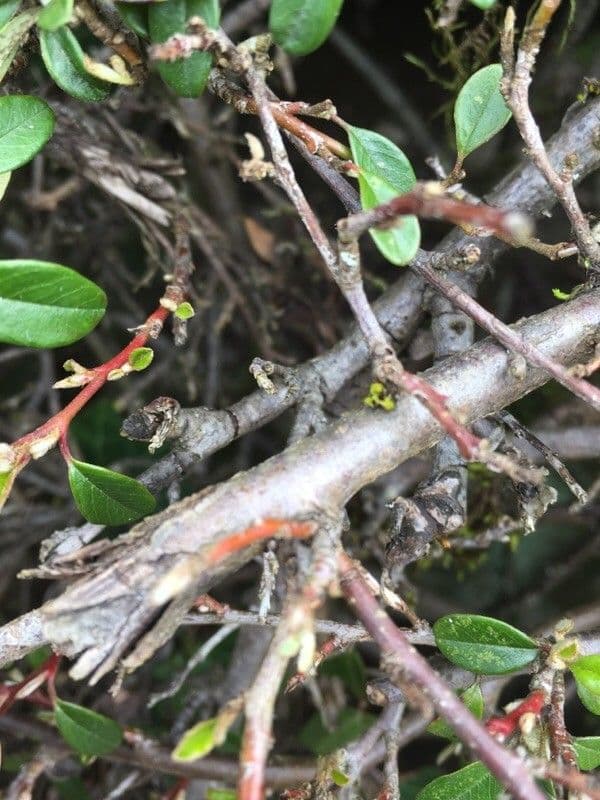 Cotoneaster de hoja entera 21